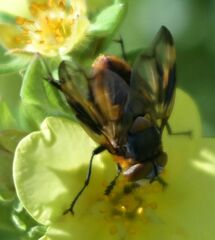 Phasia hemiptera