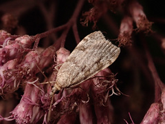 Scoparia subfusca