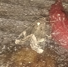 Homophoberia apicosa