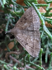 Pechipogo plumigeralis