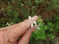 Gaura