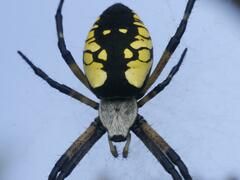 Argiope aurantia