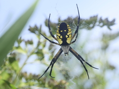 Argiope aurantia