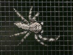 Platycryptus undatus