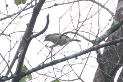 Pteruthius aeralatus ricketti