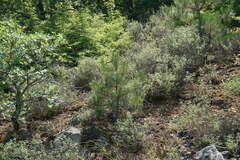 Pinus nigra pallasiana