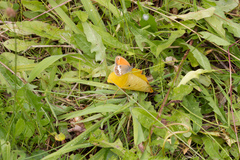 Coenonympha arcania