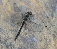 Sympetrum danae