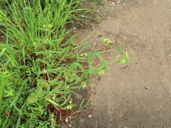 Euphorbia nutans