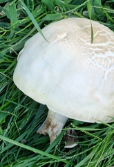 Agaricus arvensis