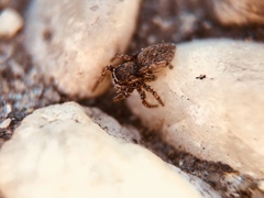 Attinella dorsata