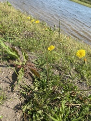 Crepis capillaris