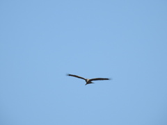 Milvus migrans parasitus