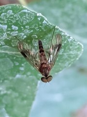 Chrysopilus
