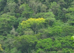 Schizolobium parahyba