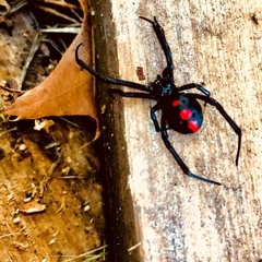 Latrodectus