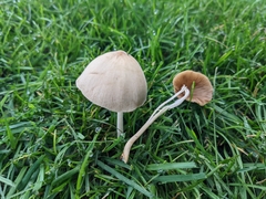 Conocybe apala
