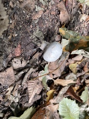Agaricus arvensis