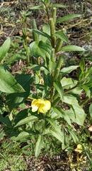 Oenothera rubricaulis