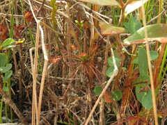 Drosera intermedia
