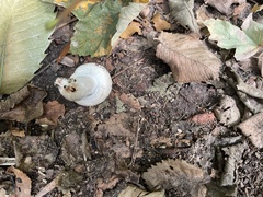 Agaricus arvensis