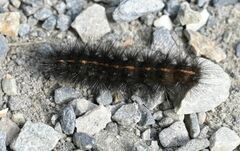 Diacrisia sannio