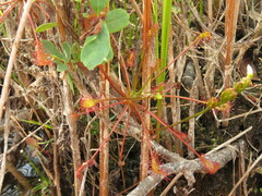 Drosera intermedia