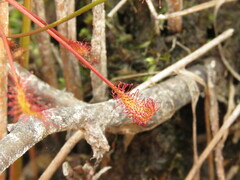 Drosera intermedia