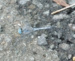 Diplacodes trivialis