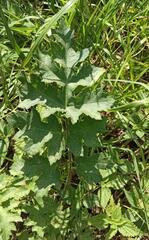 Heracleum sphondylium sibiricum