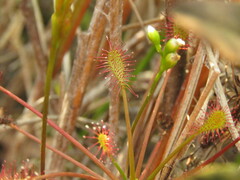 Drosera intermedia