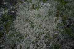 Alectoria ochroleuca