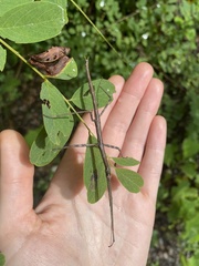 Diapheromera femorata