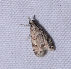 Eudonia heterosalis