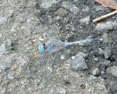 Diplacodes trivialis