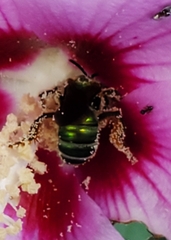 Agapostemon splendens