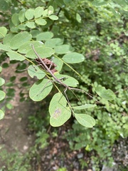 Diapheromera femorata