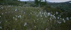 Eriophorum angustifolium
