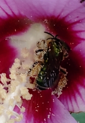 Agapostemon splendens