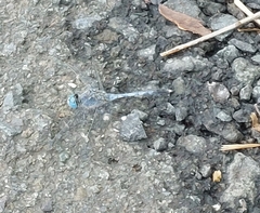 Diplacodes trivialis