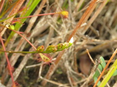 Drosera intermedia