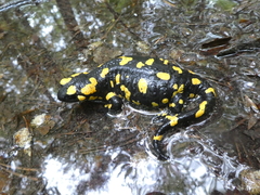 Salamandra salamandra