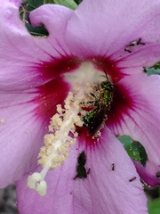 Agapostemon splendens