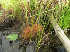Drosera intermedia