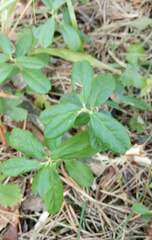 Vaccinium vitis-idaea