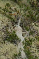Ovibos moschatus