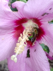 Agapostemon splendens
