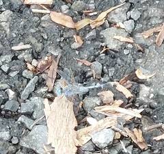 Diplacodes trivialis