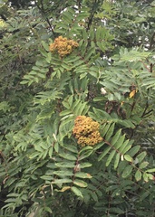 Sorbus americana