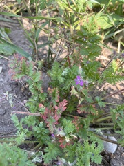 Geranium robertianum